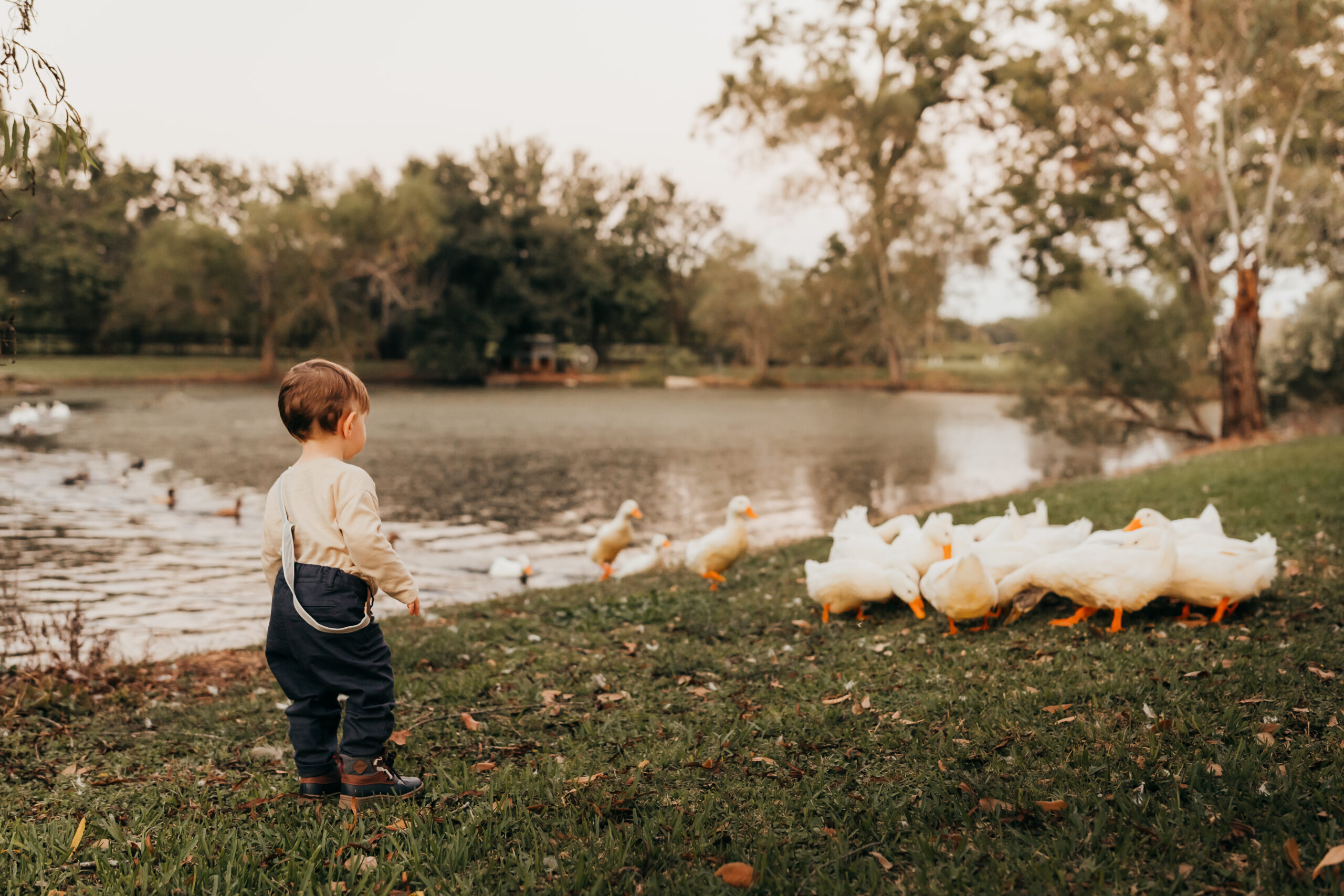How to choose a family photographer is not a problem this toddler feeding the ducks is having.